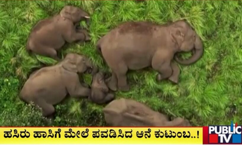 Amazing Visuals Of Elephants Captured On Drone Camera | Annamalai Reserve Forest