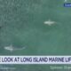 Sharks captured on drone camera on LI