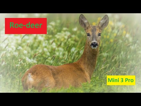 Wild roe-deers (Capreolus capreolus) catched on drone camera.