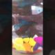 DRONE CAMERA VIEW🦈👀💕👍 | PEACOCK TAIL BETTA FISH🐬👀💕👍 #shorts #trending
