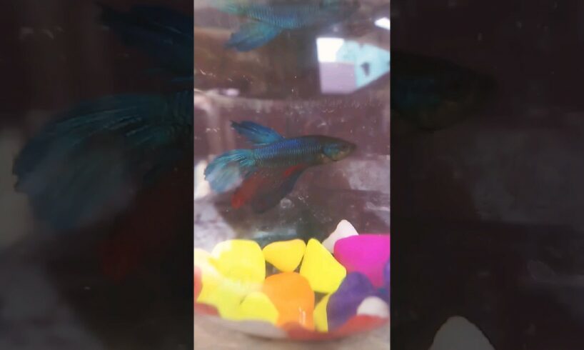 DRONE CAMERA VIEW🦈👀💕👍 | PEACOCK TAIL BETTA FISH🐬👀💕👍 #shorts #trending