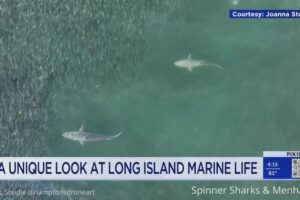 Sharks captured on drone camera on LI