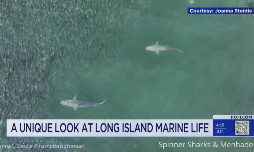 Sharks captured on drone camera on LI